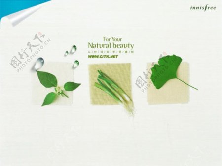 蔬菜植物背景的韩国PPT模板下载