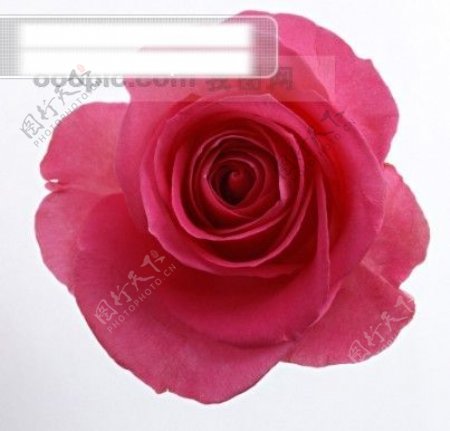 鲜花特写花头写真浪漫的艳粉红色玫瑰