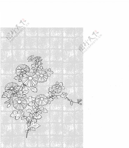 线描植物花卉矢量素材37菊花背景.