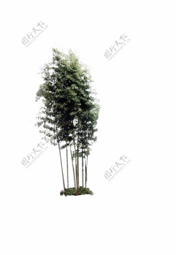 竹系列之一图片