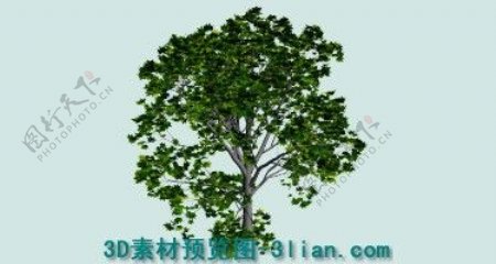 3D树木植物模型