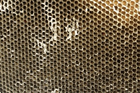 蜂巢的Grunge纹理
