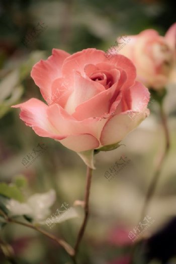 位图植物花朵写实花卉玫瑰免费素材