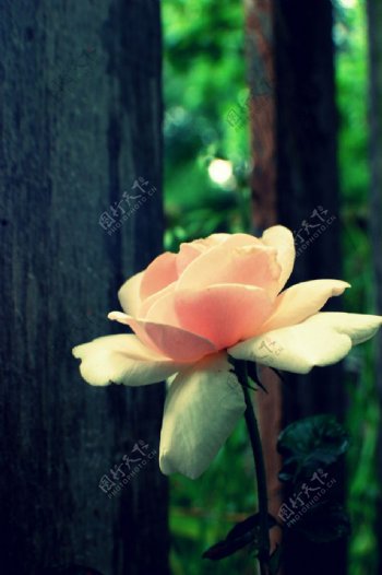 位图写实花卉植物花朵玫瑰免费素材