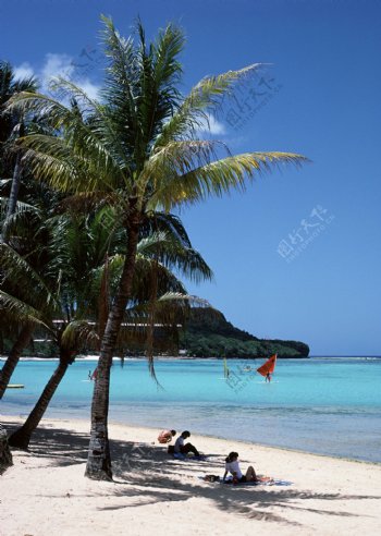 海滩和椰树图片