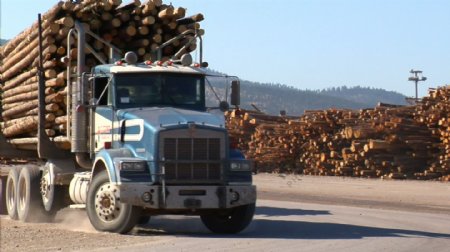 双长日志卡车驶入木材厂股票视频视频免费下载