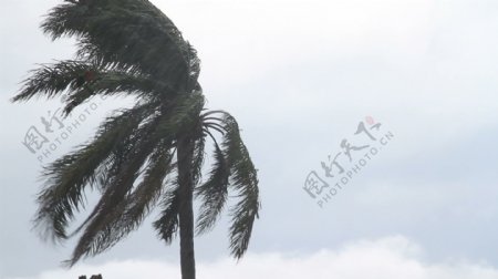 棕榈树在风吹重股票视频视频免费下载