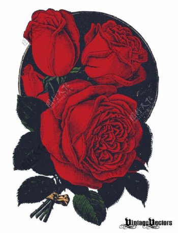 复古玫瑰花图案矢量素材
