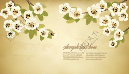 春天的白色花朵老式的背景02
