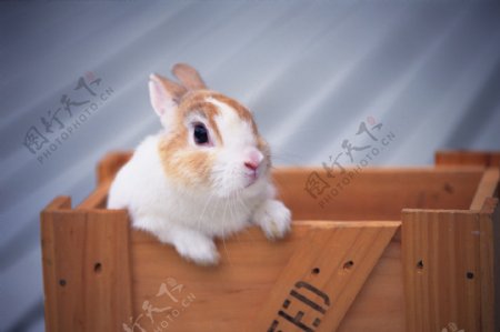 小动物宠物兔4
