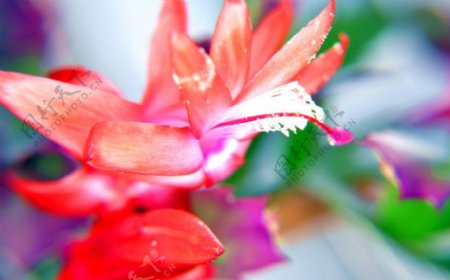 位图植物花朵写实花卉野花免费素材