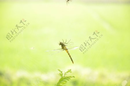 蜘蛛网蜻蜓图片