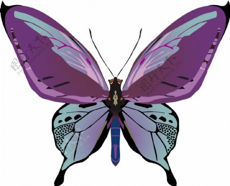 印花矢量图动物蝴蝶色彩紫色免费素材