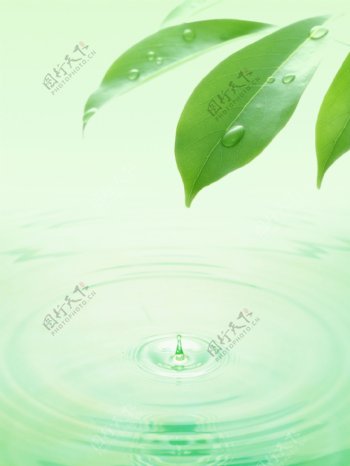 绿叶滴水