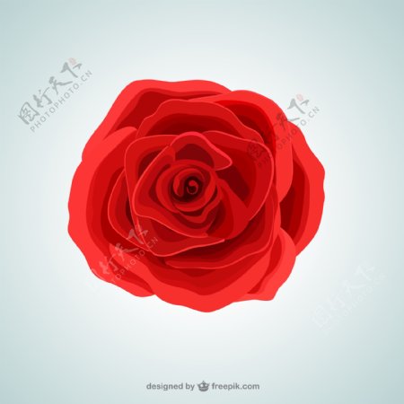 红色玫瑰花朵矢量素材.