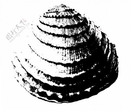 拓印海螺贝壳贝壳图片贝壳类