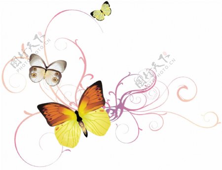印花矢量图动物蝴蝶色彩白色免费素材