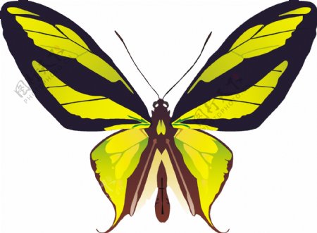 印花矢量图动物蝴蝶色彩黄色免费素材