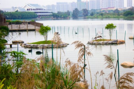 湿地公园芦苇植被