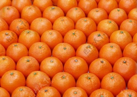 摆放整齐的新鲜橙子高清图片下载