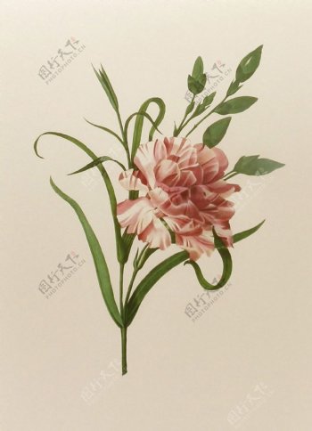 位图植物图案写意花卉花朵牡丹免费素材