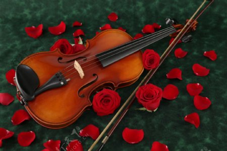 玫瑰小提琴图片