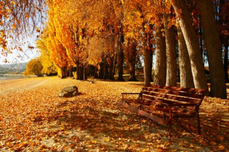 自然景观秋天落叶图片