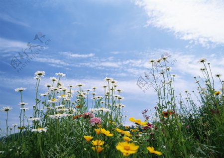 高清图库素材阳光鲜花