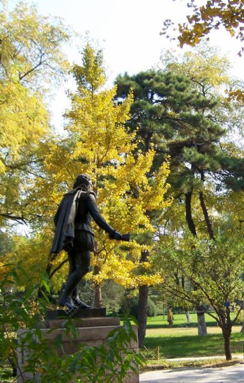 秋天阳光雕塑金黄的秋叶1