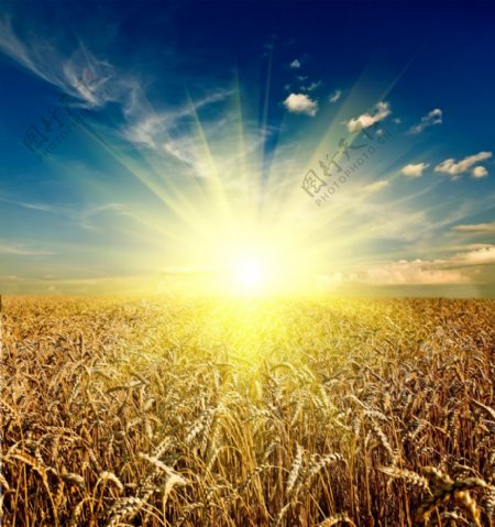 金色太陽稻田背景素材