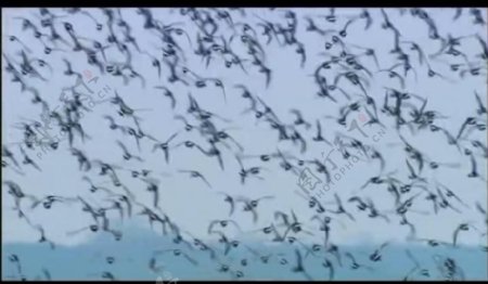 水鸟群起飞翔视频图片