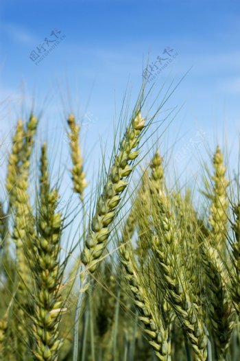麦粮食农作物绿色实用图片精美图片印刷适用高清图片创意图片