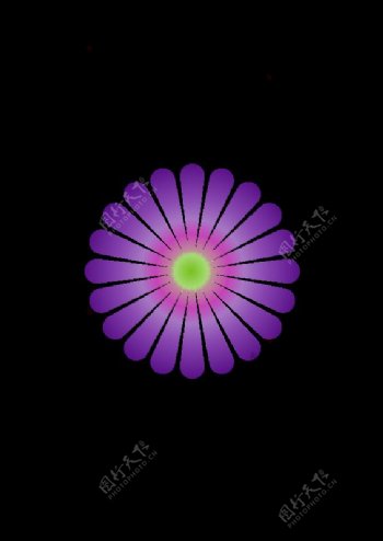 紫雏菊20
