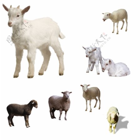 羊动物图片素材PSD分层文件
