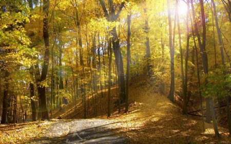 秋天下的林间小路