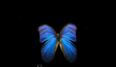 蓝色蝴蝶视频素材图片