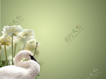天鹅和白色的玫瑰花背景