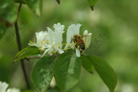 蜜蜂和花图片