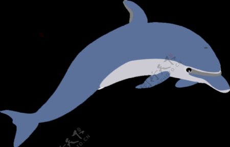 另一个海豚