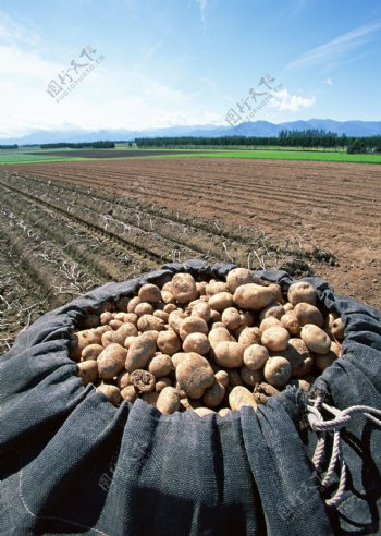 蔬菜瓜果装在袋里的土豆