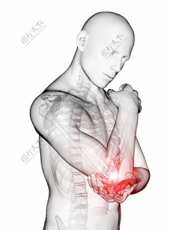 肘部人体器官图片