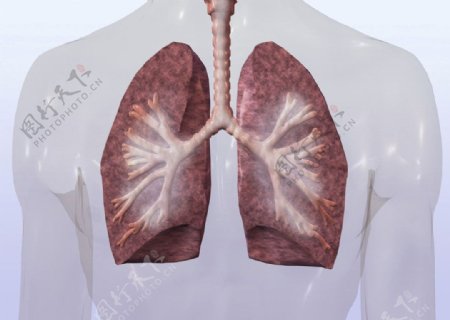 肺部肺呼吸图片
