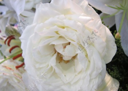 婚博会白玫瑰花图片