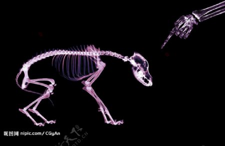 骨骼动物X光透视图片