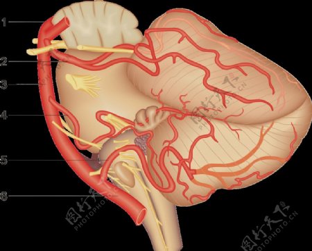 脑血管图椎基底动脉系图片