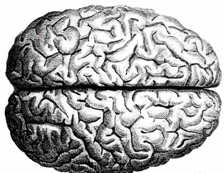 人体完整脑部图片