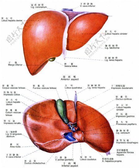 人体肝胆解剖图图片