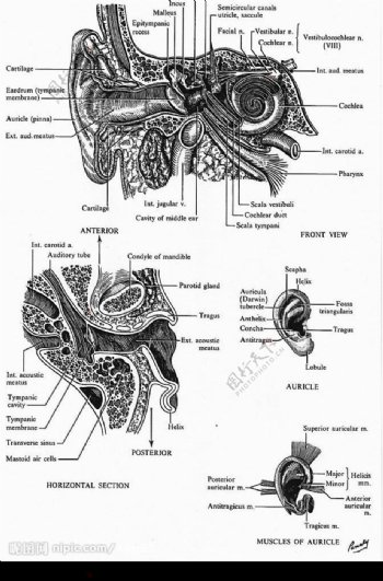 耳朵详细解剖图图片
