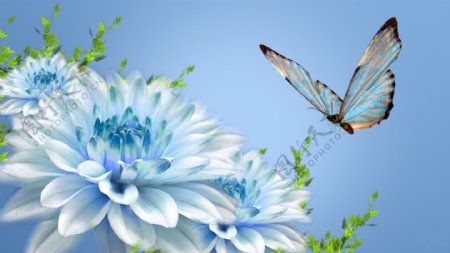 唯美花卉蝴蝶图片