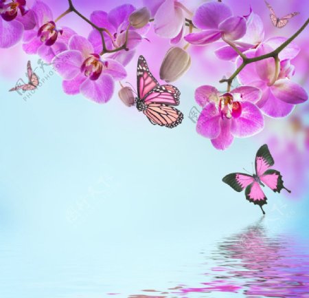 热带兰花蝴蝶图片